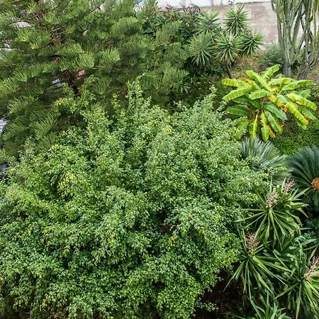 酒店 金字塔酒店